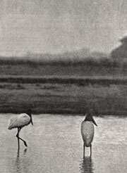 JT / Pantanal