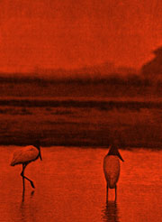 JT / Pantanal